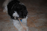 Gizmo enjoying a rawhide.