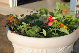 Pot on the front porch right after being planted.