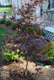 Japanese Maple