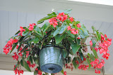 Dragon wing red begonia