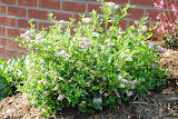 Little Princess Spiraea