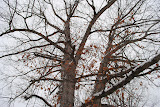 Power lines, trees, leaves, and snow.
