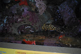 DSC_0415.JPG
