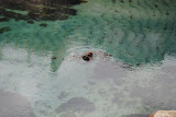 DSC_0424.JPG