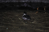 DSC_0430.JPG