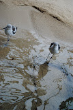 DSC_0439.JPG