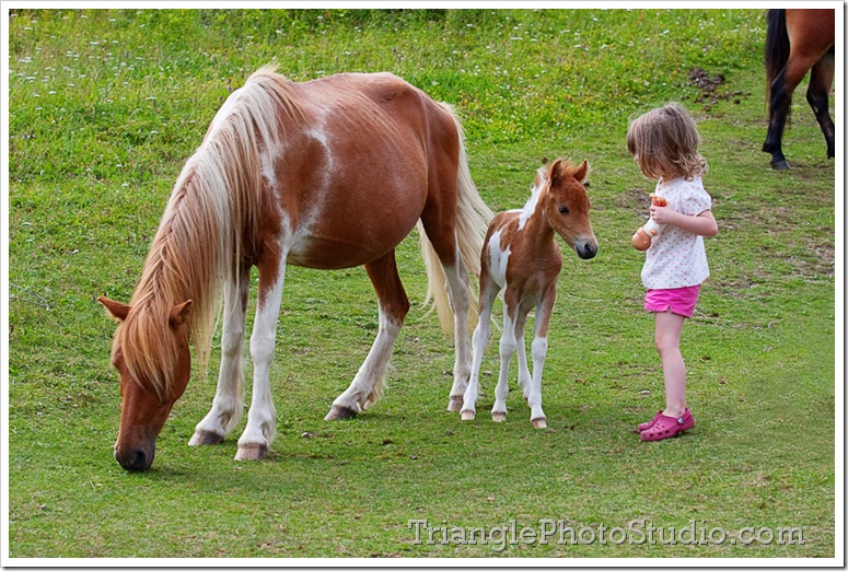 Grayson Highland mom pony and three babies by Steve Jackle - www.trianglephotostudio.com
