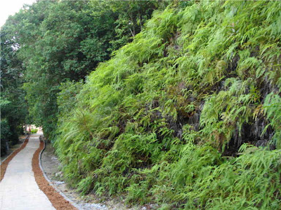 Penang National Park - Taman Negara Pulau Pinang