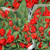 DSC_2720.jpg, Amsterdam, Netherlands