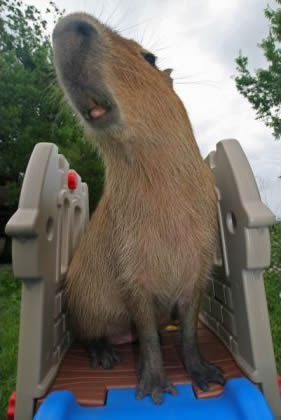 Capybara-pet6