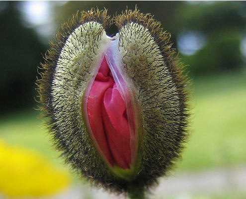 Pachachoila