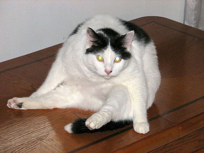 [fat_cats_24[5].jpg]