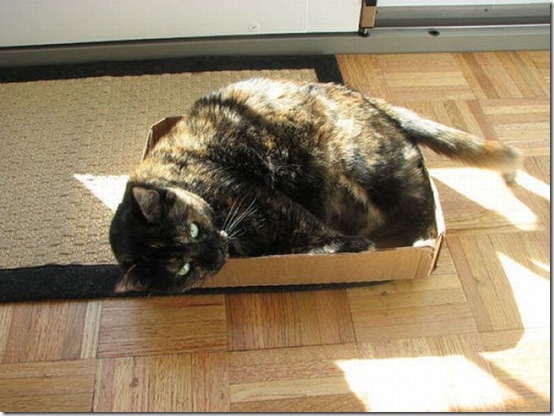 fat_cats_40