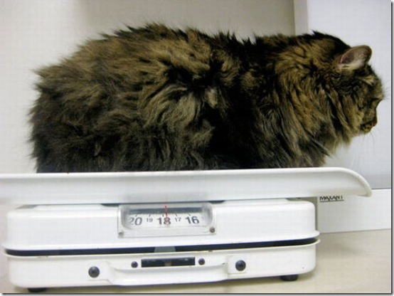 fat_cats_01