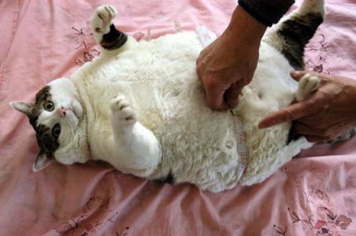 [fat_cats_04[2].jpg]