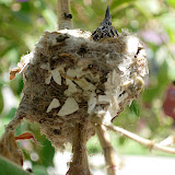 Hummingbird at the Door