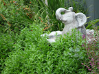 Elephant and the flowers which follow are all at the Lavender Inn