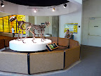 Examining saber-tooth tigers.