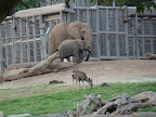 An elephant and a baby!