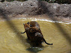 Tiger cubs being rambunctious.