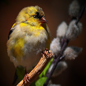 Juvenile Male American Gold Finch by Paul Mays - Animals Birds ( bird, gold finch, nature, birds, kentucky,  )