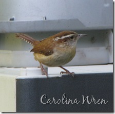 6 Wren