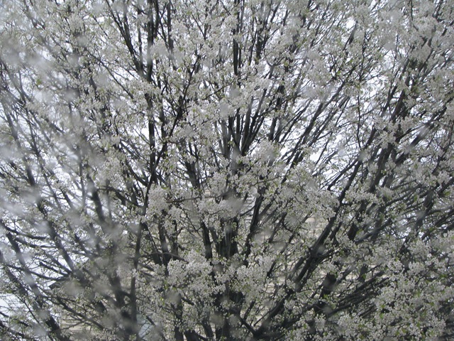 [WK 2 White tree[2].jpg]