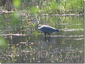 Great Blue Heron