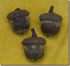 Acorns