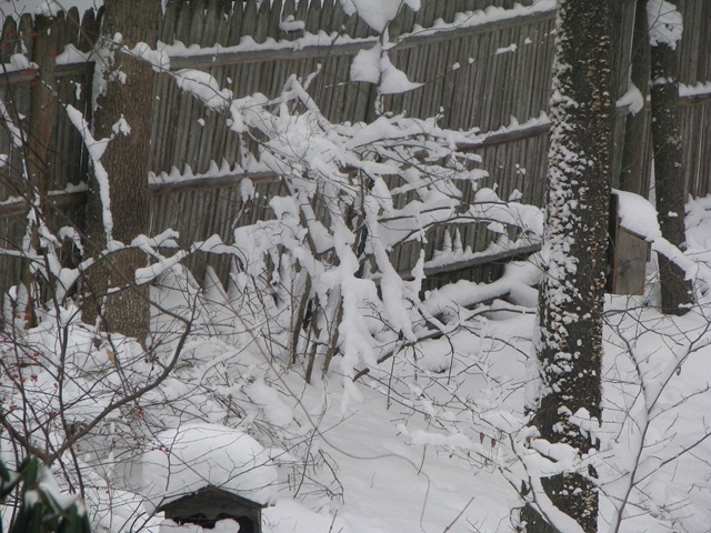 [Snowy Trees[2].jpg]