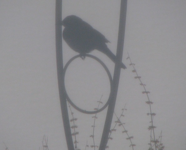 [Snowy Junco[2].jpg]