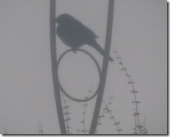 Snowy Junco