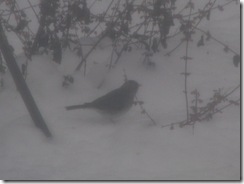 Snowy Junco 2