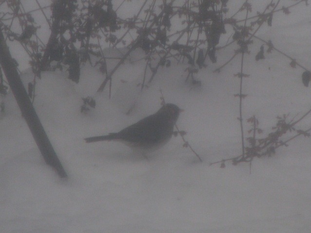 [Snowy Junco 2[2].jpg]