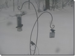 Snowy Trio