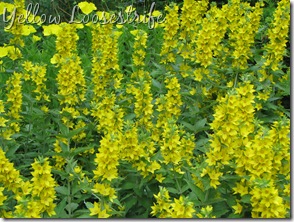 June 7 Yellow Loosestrife June 7 Yellow Loosestrife
