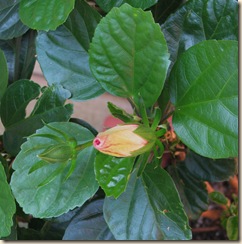 07 27 Hibiscus BUD