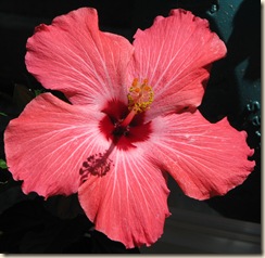 07 27 Hibiscus BLOOM