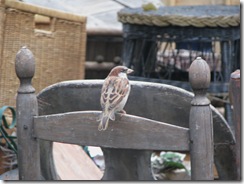 09 22 Sparrow