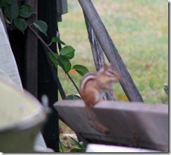 09 22 Chipmunk