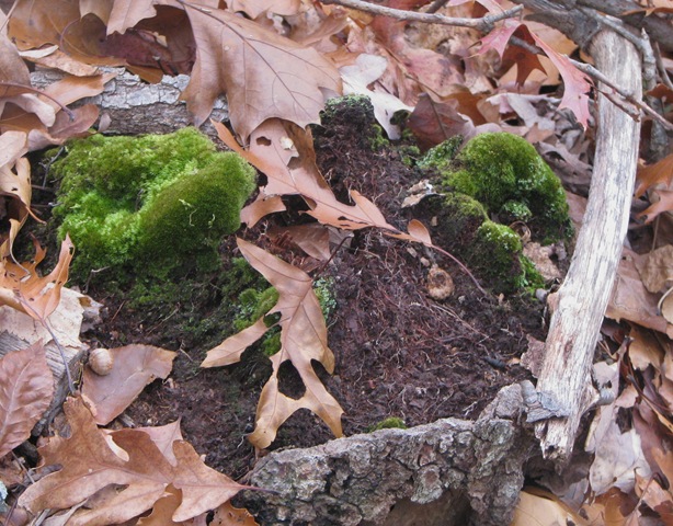[11 07 Moss[3].jpg]