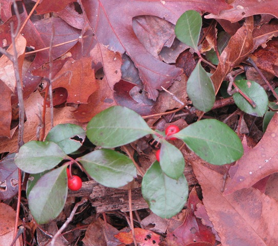 [11 07 Red Berries[3].jpg]