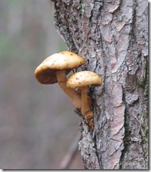11 07 Mushrooms on a tree