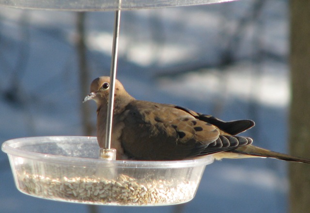 [12 26 Dove[3].jpg]