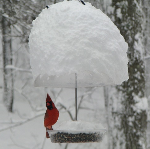 [01 12 Cardinal[3].jpg]