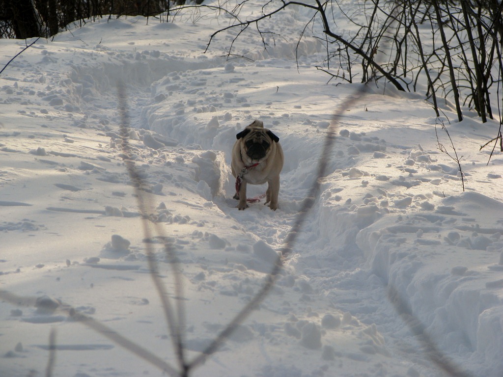 [Elsa on the snow path[6].jpg]