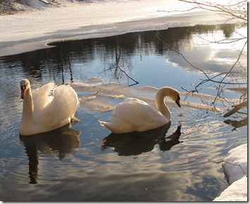 Swans on the pond