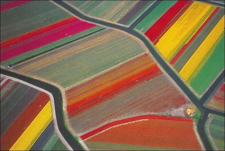 [Tulips 1[3].jpg]