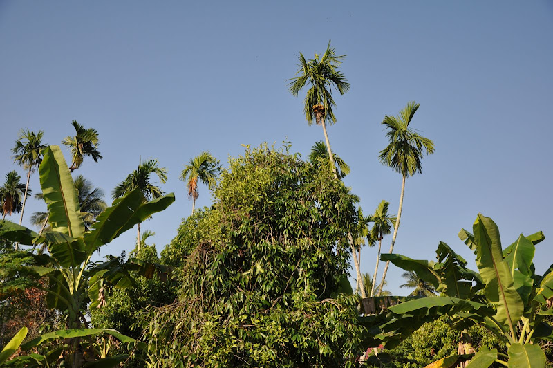 Кокосовые пальмы в Таиланде