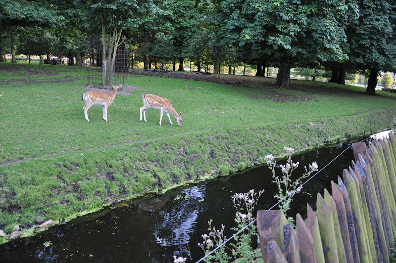 Парк с животными в Гааге